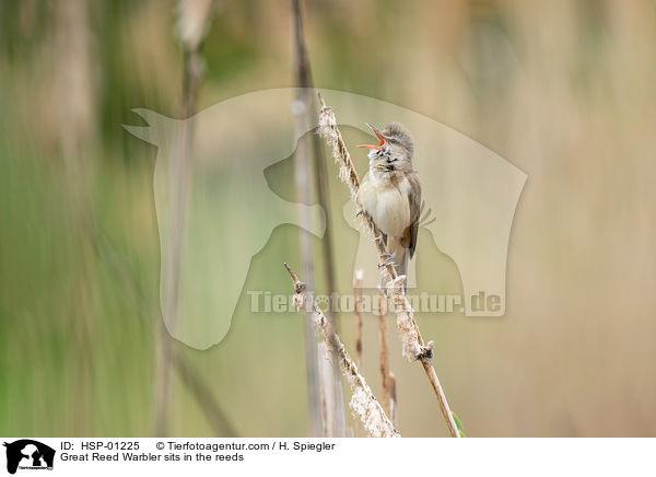 Great Reed Warbler sits in the reeds / HSP-01225