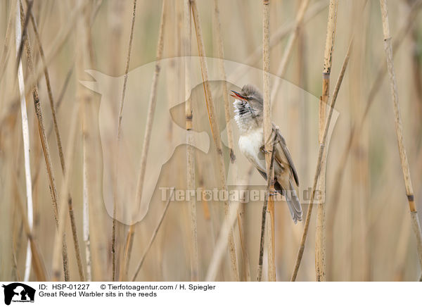 Great Reed Warbler sits in the reeds / HSP-01227