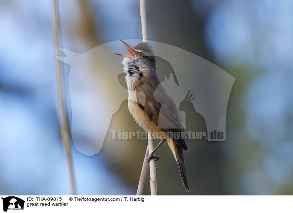 Drosselrohrsnger / great reed warbler / THA-09815