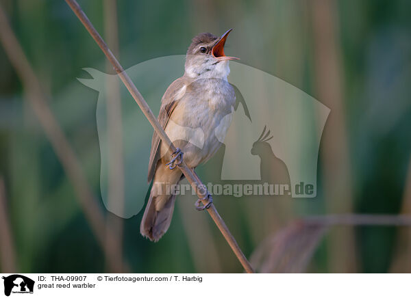 great reed warbler / THA-09907