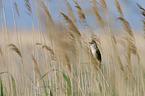 great reed warbler
