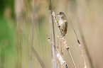 Great Reed Warbler sits in the reeds
