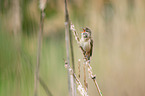 Great Reed Warbler sits in the reeds