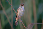 great reed warbler