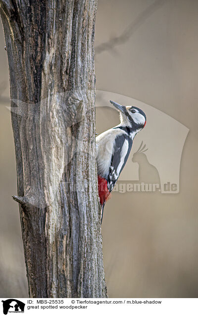 great spotted woodpecker / MBS-25535
