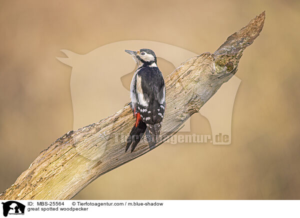great spotted woodpecker / MBS-25564