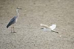 2 egrets