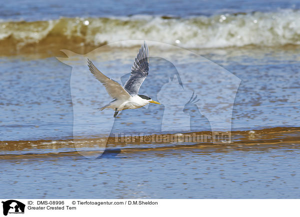 Greater Crested Tern / DMS-08996
