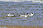 Greater Crested Terns