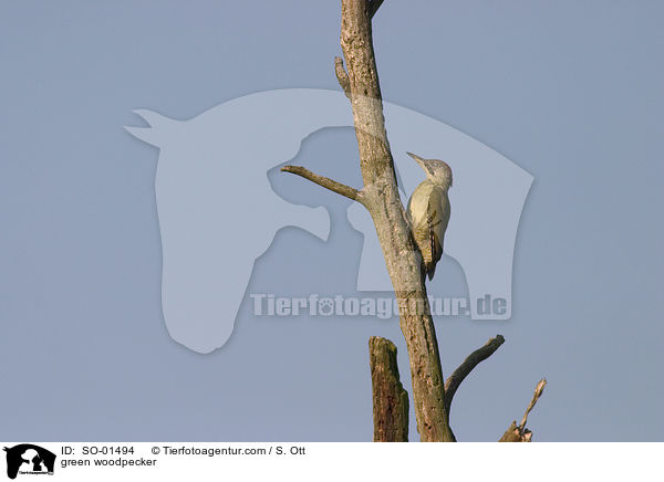 green woodpecker / SO-01494