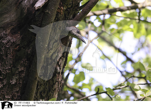 Green woodpecker / FF-11483