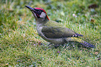 Eurasian green woodpecker