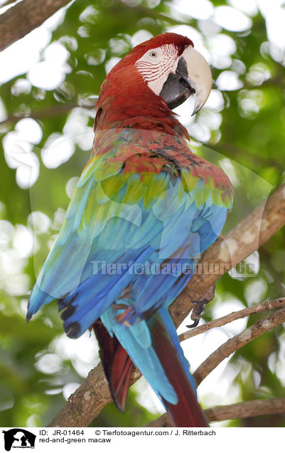 red-and-green macaw / JR-01464