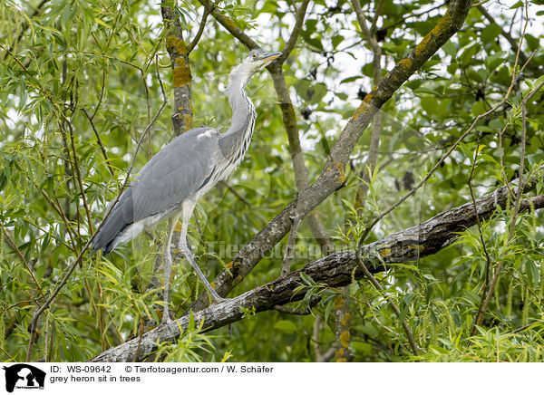 grey heron sit in trees / WS-09642