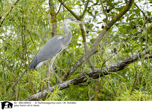 grey heron sit in trees / WS-09643