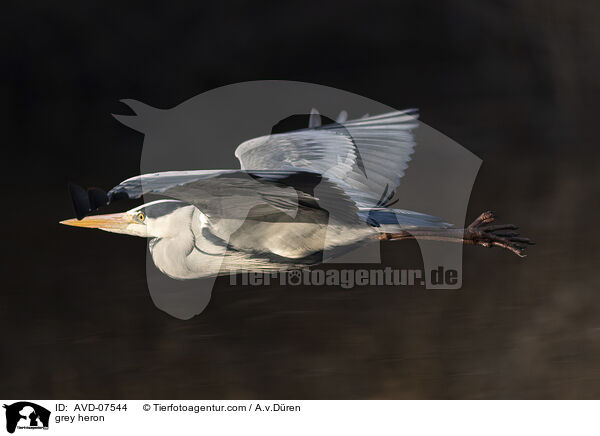 grey heron / AVD-07544