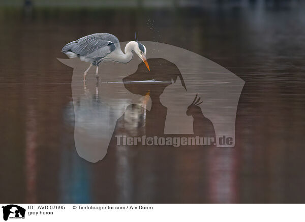 grey heron / AVD-07695