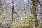 Grey herons sitting in tree
