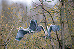Grey herons