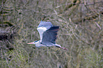 flying grey heron