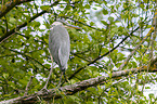 grey heron sit in trees