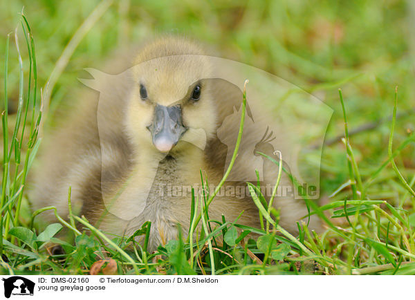 young greylag goose / DMS-02160