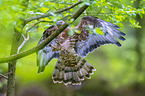 European honey buzzard