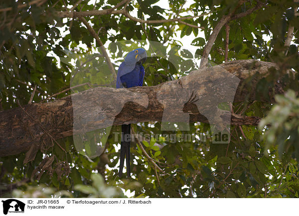 hyacinth macaw / JR-01665
