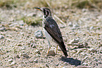 karoo long-billed lark