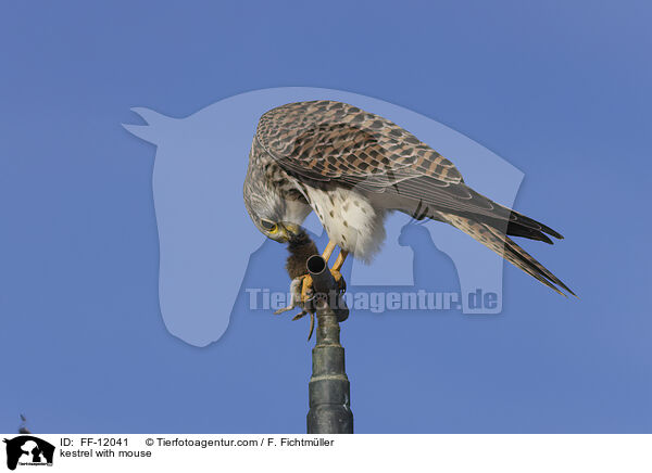 kestrel with mouse / FF-12041