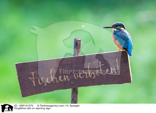 Eisvogel sitzt auf Warnschild / Kingfisher sits on warning sign / HSP-01270