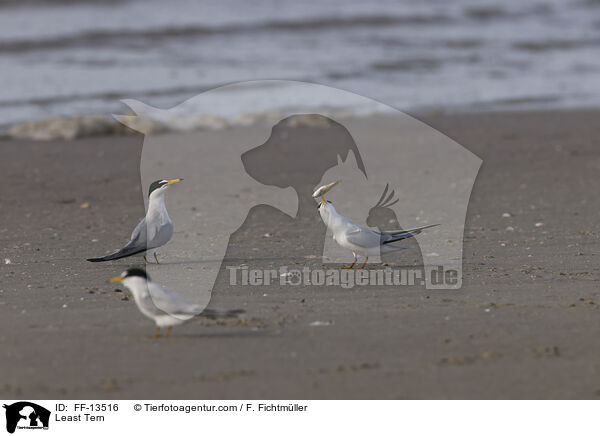 Amerikanische Zwergseeschwalbe / Least Tern / FF-13516
