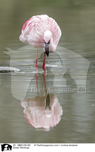 lesser flamingo / MBS-09190