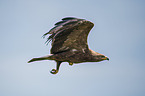 European lesser spotted eagle
