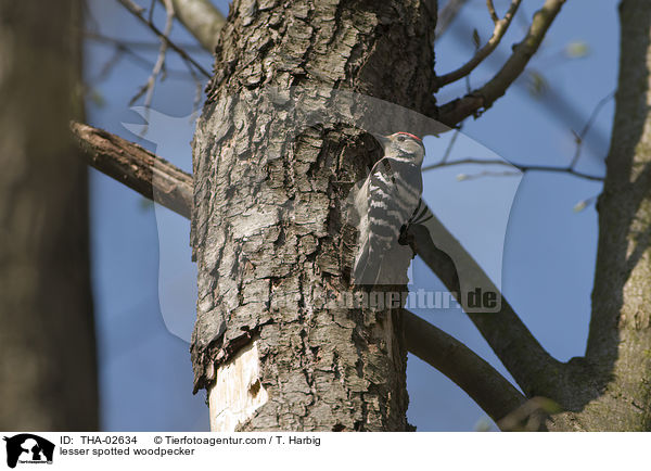 lesser spotted woodpecker / THA-02634