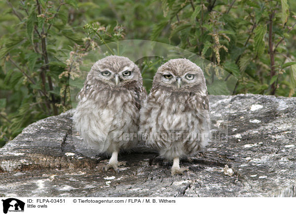 Steinkuze / little owls / FLPA-03451