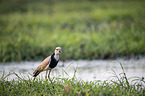 standing Long-Toed Lapwing