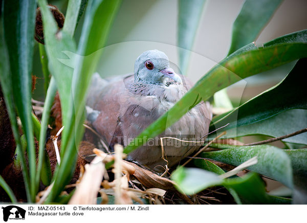 Madagascar turtle dove / MAZ-05143