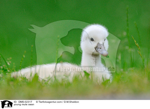young mute swan / DMS-02317