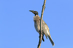 noisy friarbird sits on branch