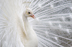 white peafowl