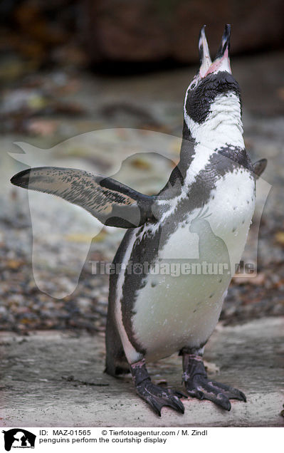 penguins perform the courtship display / MAZ-01565