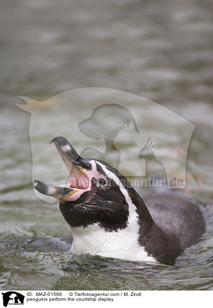 penguins perform the courtship display / MAZ-01566