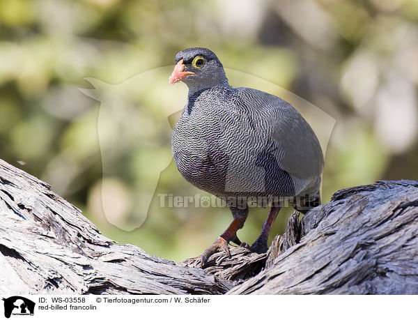 red-billed francolin / WS-03558