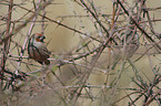 Paradise Sparrow