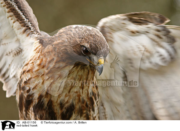 red-tailed hawk / AB-01156