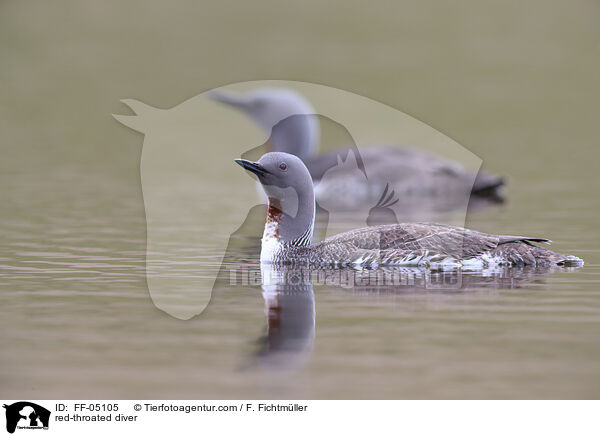 red-throated diver / FF-05105