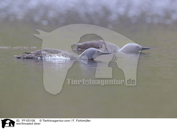 red-throated diver / FF-05108