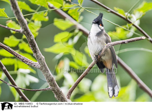 red-whiskered bulbul / MBS-10863