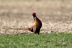 common, pheasant